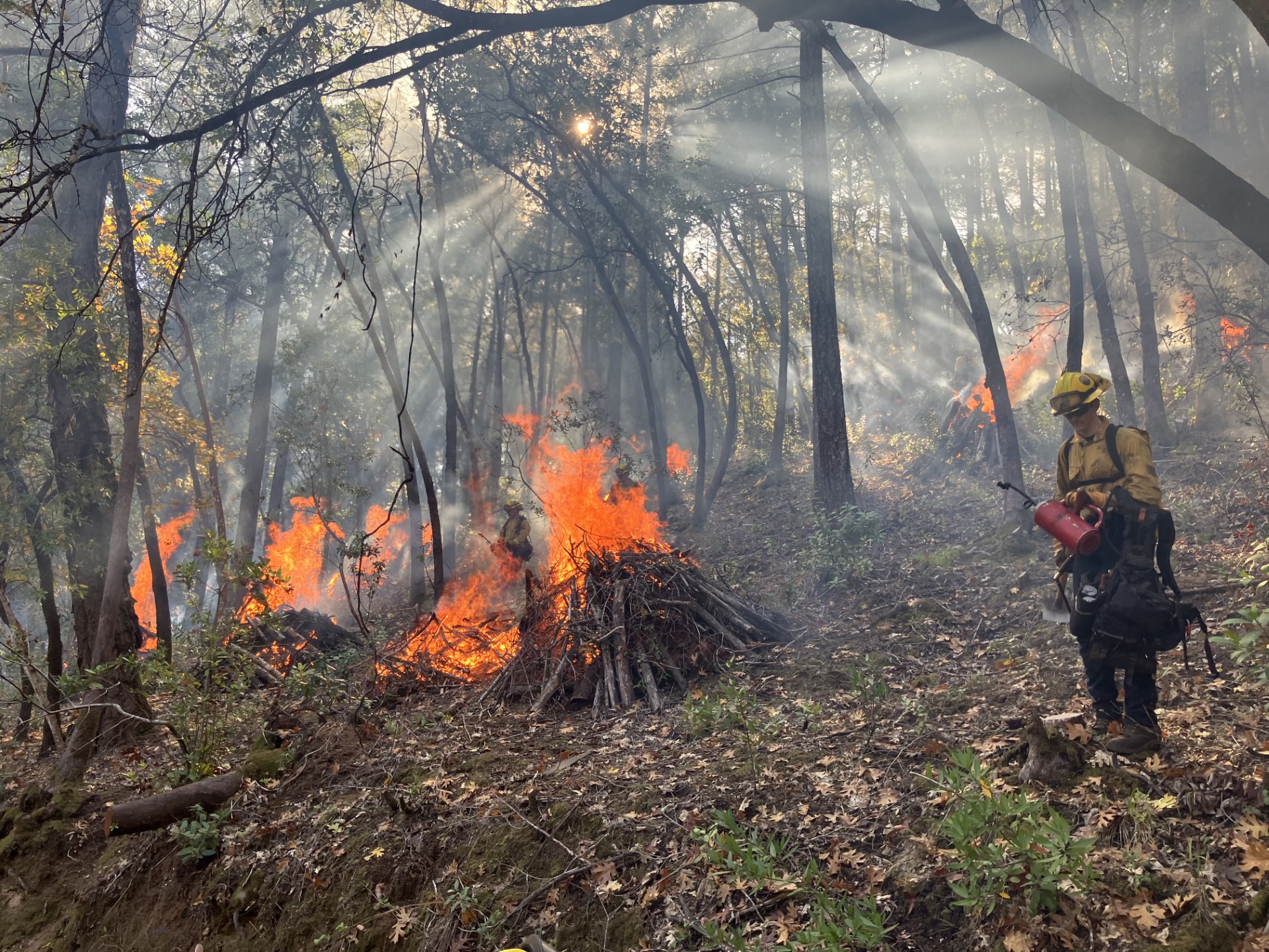 An image from a prescribed pile burn in Bothe-Napa Valley State Park in 2023.